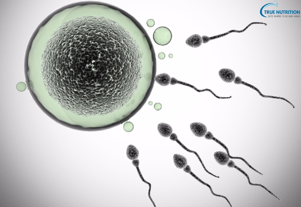 Tại Sao Bị Bệnh Vô Sinh Nam? Những Yếu Tố Gây Ra Và Cách Phòng Ngừa