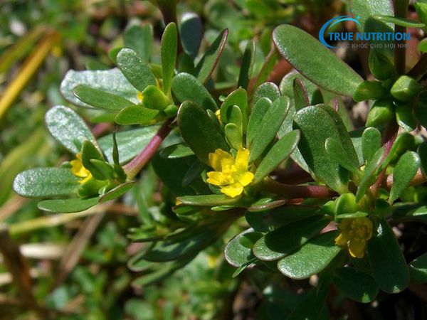 Cảnh báo Dùng nhiều rau sam co thể gây suy thận