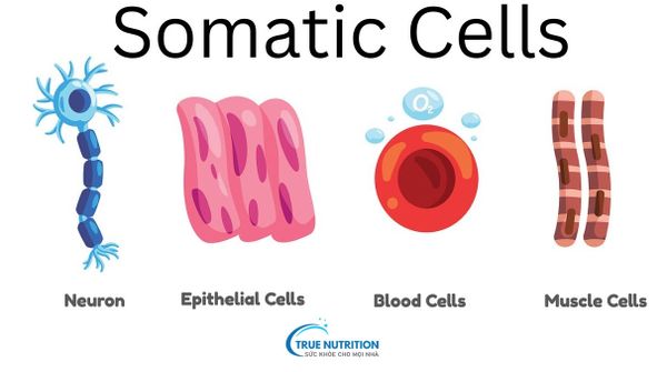 Tế Bào Xôma (Soma) Là Gì Ứng Dụng Tế Bào Soma Trong Nhân Bản Vô Tính Và Tái Lập Trình Tế Bào