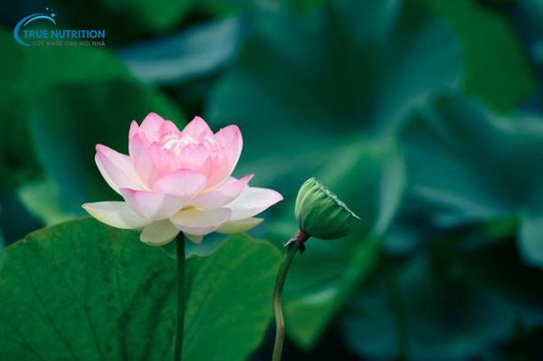 Hoa Sen Đẹp Nhất Khi Nào? Bí Quyết Chọn Sen Nở Đúng Mùa, Đúng Thời Điểm