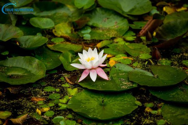 Hoa Sen Đẹp Nhất Khi Nào? Bí Quyết Chọn Sen Nở Đúng Mùa, Đúng Thời Điểm