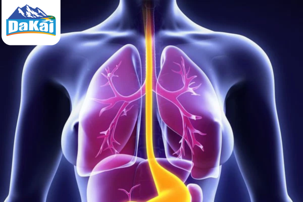 Cấu tạo và chức năng của hệ tiêu hóa