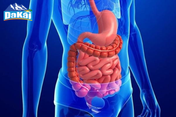 Vai trò của nước khoáng đối với hệ tiêu hóa