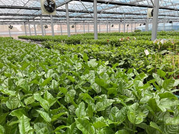 TAI YUE CHÍNH THỨC ĐĂNG KÝ LƯU HÀNH GIỐNG CHANH DÂY CHẤT LƯỢNG CAO: TAI YUE 1 LONG DIÊN HƯƠNG