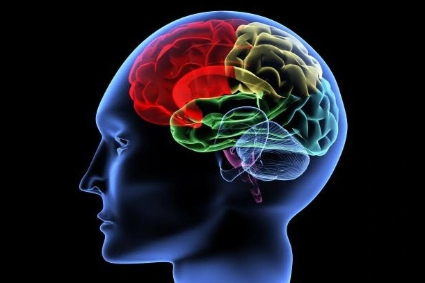 nmn là gì mà có thể giúp cải thiện, tăng cường chức năng não bộ