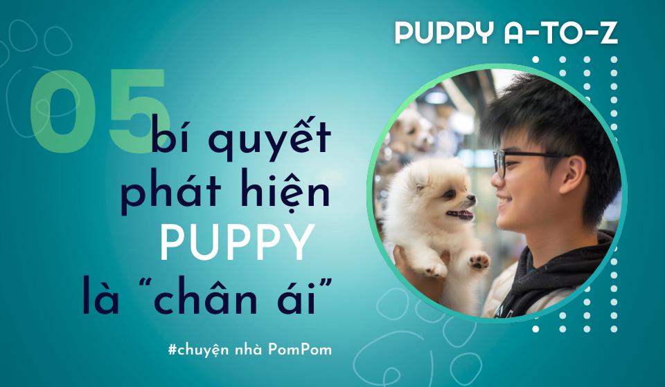 Tập 2: 5 bí quyết để phát hiện Puppy sinh ra đã dành cho bạn