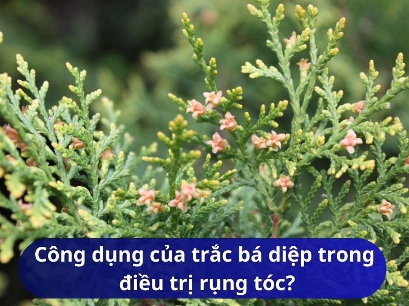 Công dụng của trắc bá diệp trong điều trị rụng tóc?