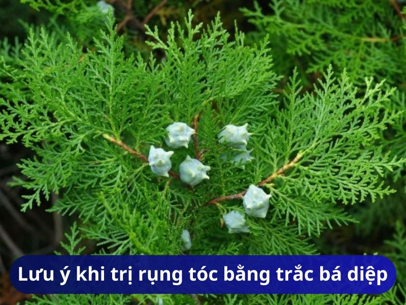 Lưu ý khi trị rụng tóc bằng trắc bá diệp