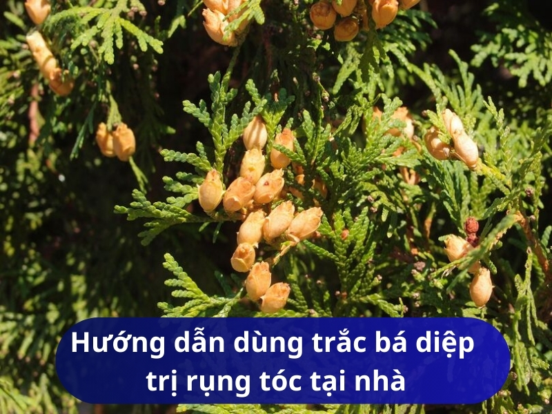 Hướng dẫn dùng trắc bá diệp trị rụng tóc tại nhà