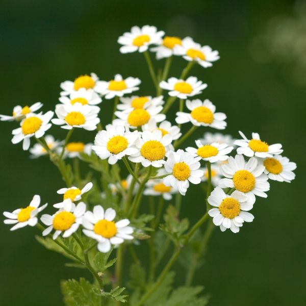 Feverfew (Tanacetum parthenium L.) là một loại cây bụi có hoa giống hoa cúc, được sử dụng từ lâu trong y học cổ truyền để giảm cơn đau nửa đầu