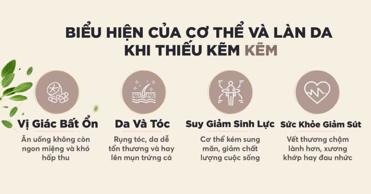 Vì sao cơ thể không thể thiếu kẽm?