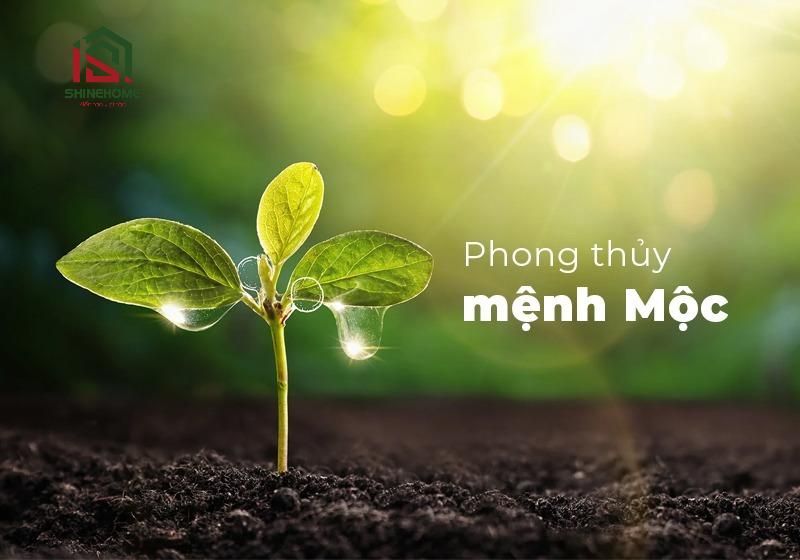 Mệnh Mộc hợp màu gì? Giải mã màu sắc phong thủy cho người mệnh Mộc