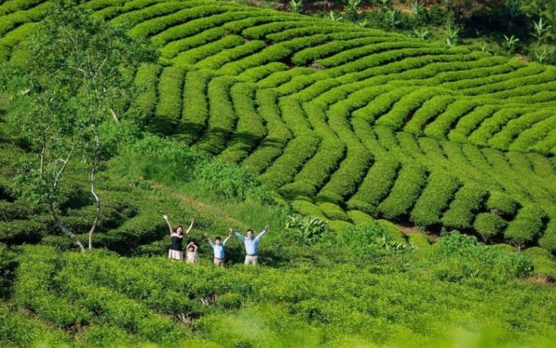 Đồi chè Cầu Đất