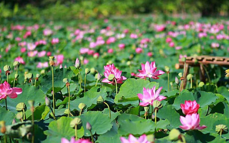 Đồng Tháp có gì chơi