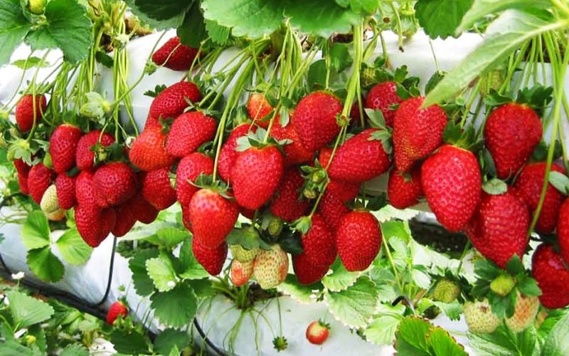 Vườn dâu Đà Lạt