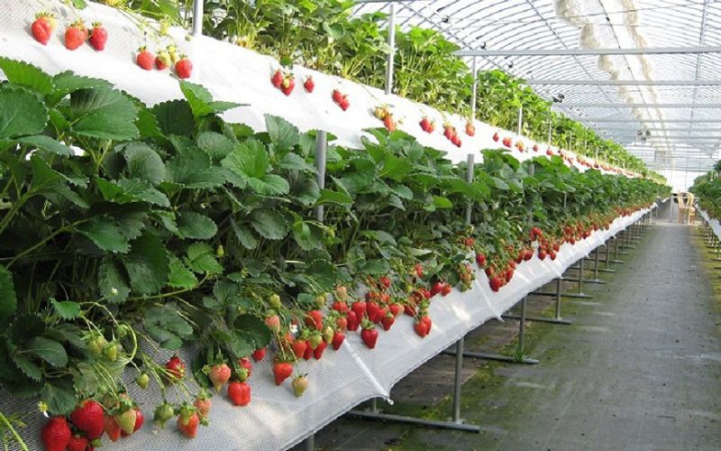 Vườn dâu Đà Lạt