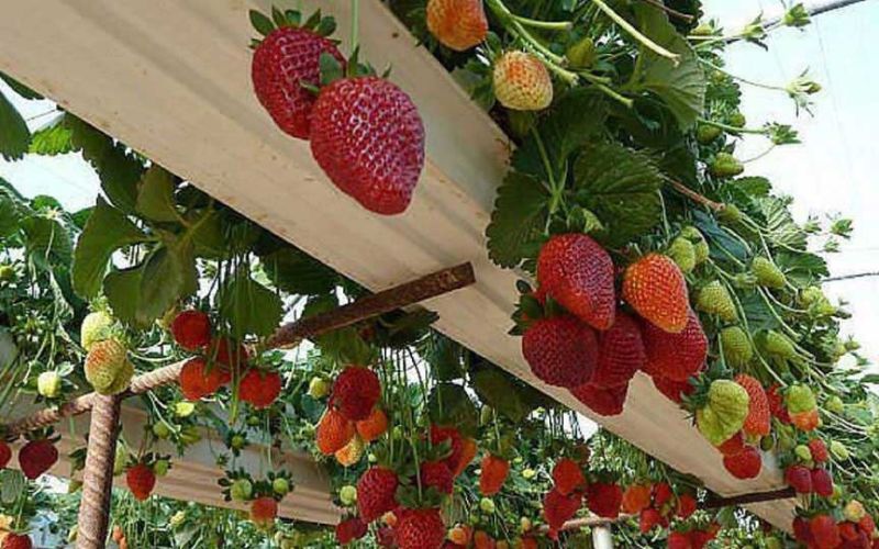 Vườn dâu Đà Lạt