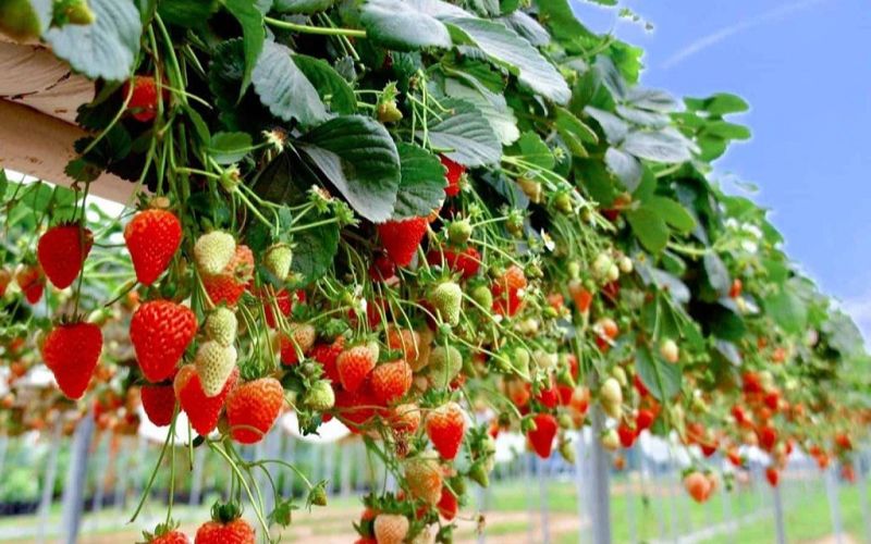 Vườn dâu Đà Lạt