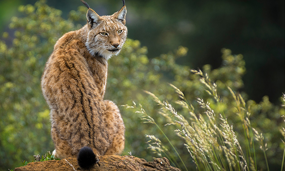 Instituto Espanol nhận thức về môi trường