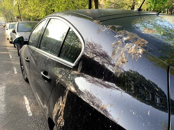 Bạn có biết tác hại của phân chim đối với sơn xe và cách khắc phục không?