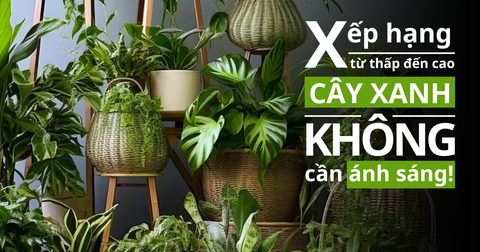 Xếp Hạng Thấp Lên Cao Cây Cảnh Nội Thất Trồng Trong Nhà “Không Cần Ánh Sáng”!