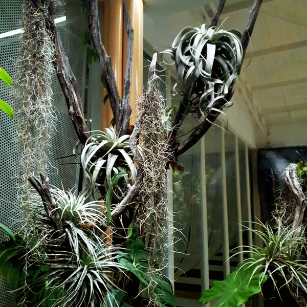 AnaGarden thi công vườn phong cách Nhiệt Đới xanh mướt mắt tại The Ghill Coffee 10