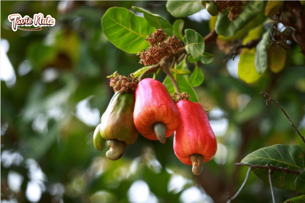 Nguồn gốc của hạt điều