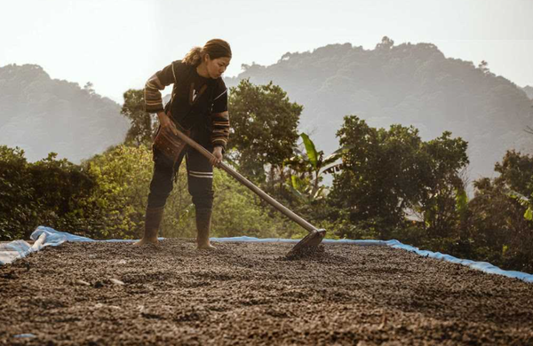 Vùng cà phê chè Arabica Tây Bắc