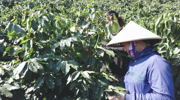 Vùng cà phê chè Arabica miền Trung