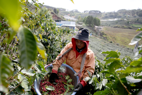Vùng cà phê chè Arabica Tây Nguyên