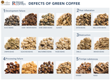 Các dạng khiếm khuyết thường gặp trên cà phê nhân xanh