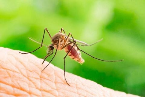 Bật mí 10 cách không bị muỗi đốt khi ngủ đơn giản hiệu quả