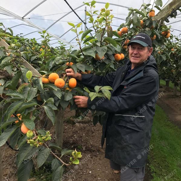 Hồng Hot House New Zealand