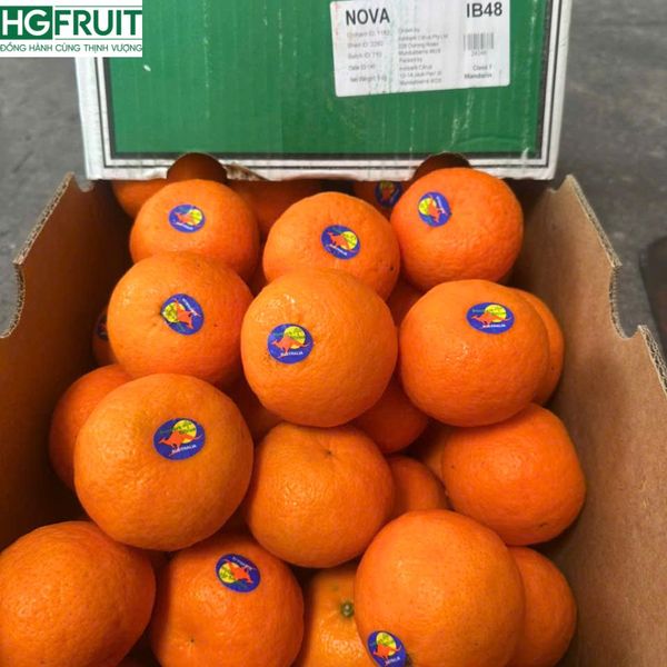 Thùng Quýt Úc thơm ngon, giá sỉ tốt nhất thị trường