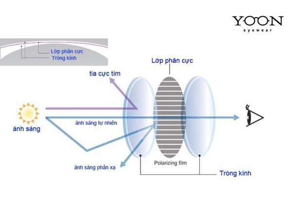 NGUYÊN LÝ HOẠT ĐỘNG CỦA LOẠI KÍNH PHÂN CỰC