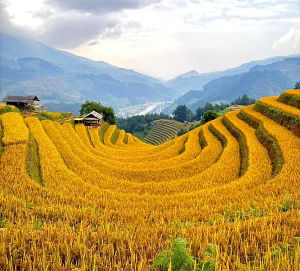 mua-lua-vang-mu-cang-chai