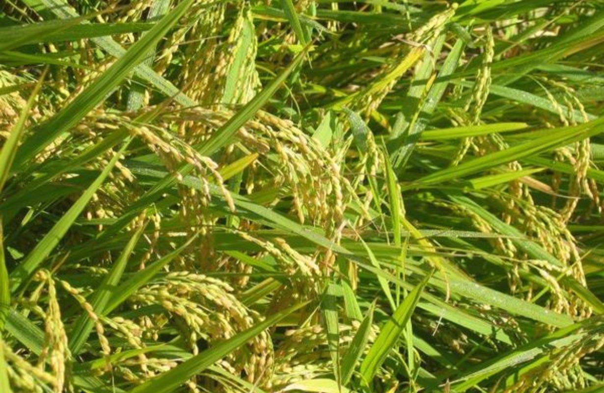 Chính sách lựa chọn gạo độc quyền của Daishichi