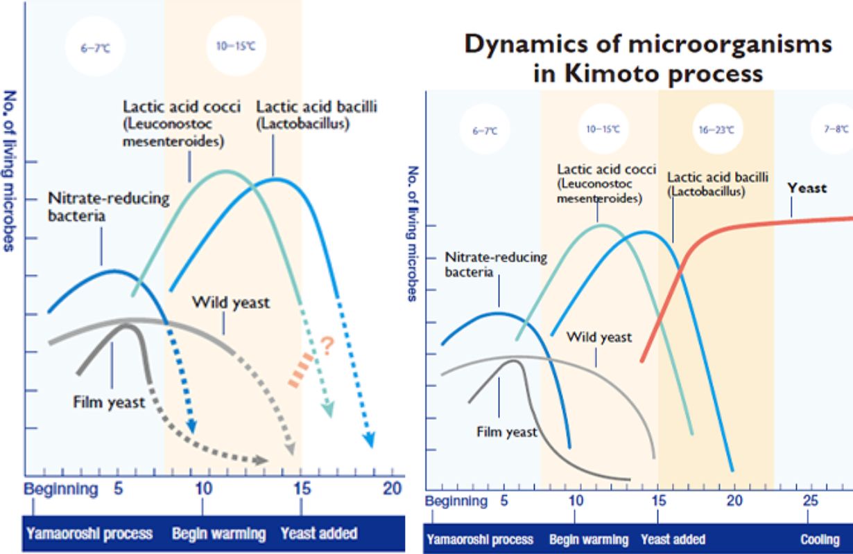 Sau khi trận chiến diễn ra trong quá trình lên men Kimoto của sake Daishichi
