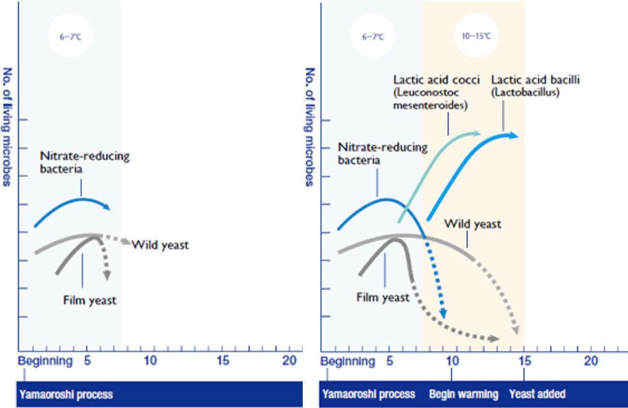 Đêm trước trận chiến trong quá trình lên men Kimoto của sake Daishichi
