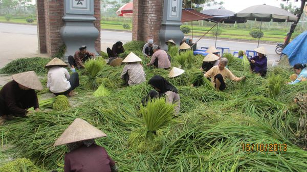 gặt lúa thu hoạch lúa