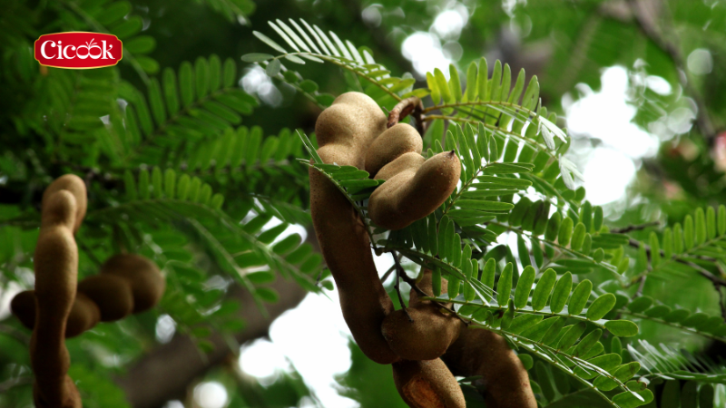 Nông sản Việt là để nâng niu không phải là để giải cứu