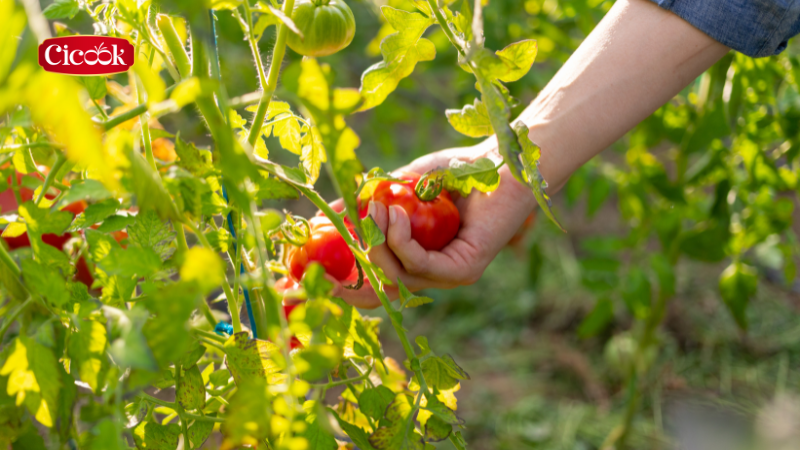 Hành trình của nông sản Việt