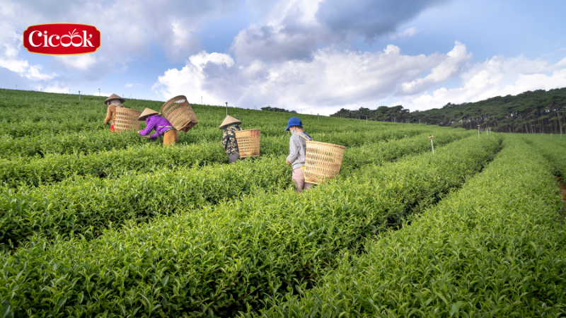 Tổng quan ngành nông nghiệp Việt