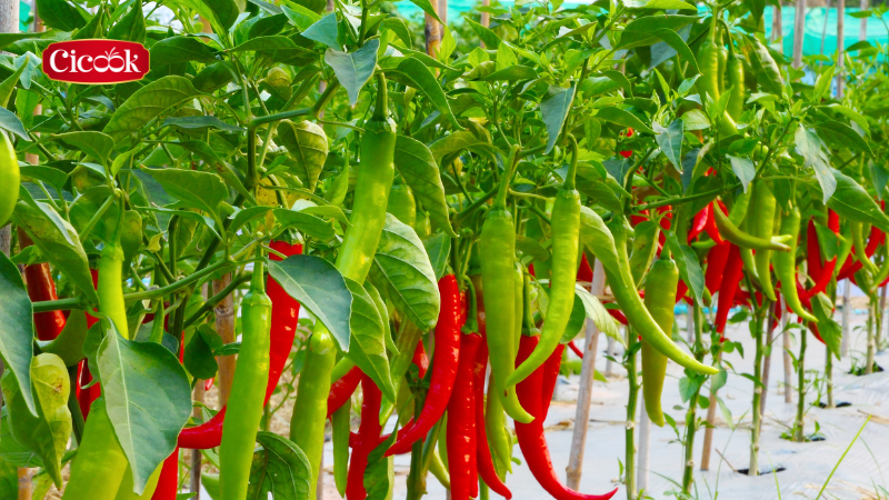Quy trình trong ớt chất lượng cao