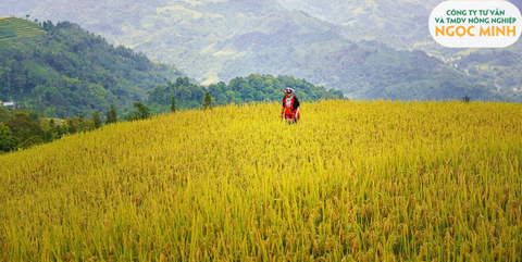 CÁC CHÍNH SÁCH MỚI HỖ TRỢ NÔNG DÂN VÀ DOANH NGHIỆP NÔNG NGHIỆP VIỆT NAM