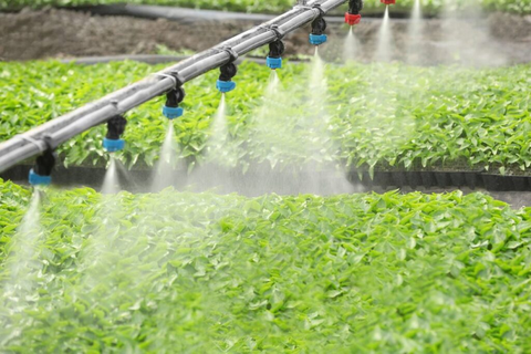 Quy Trình Chăn Nuôi Gia Cầm Khoa Học Và Hiệu Quả