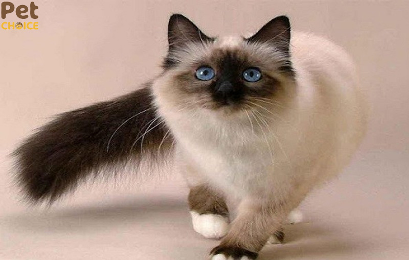 Mèo Xiêm lai Anh lông dài (Mèo Xiêm lai ALD)