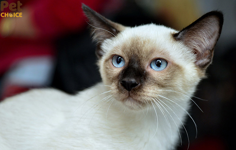 Mèo Xiêm lai ta (Mèo mướp lai Xiêm)