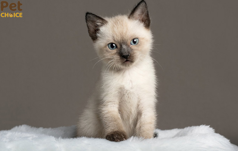 Mèo Xiêm lai Anh lông ngắn (Mèo Xiêm lai ALN)