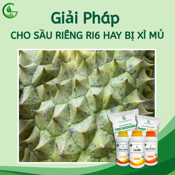 giai-phap-sau-rieng-ri6-hay-bi-xi-mu-cham-den-nong-nghiep-xanh-gega